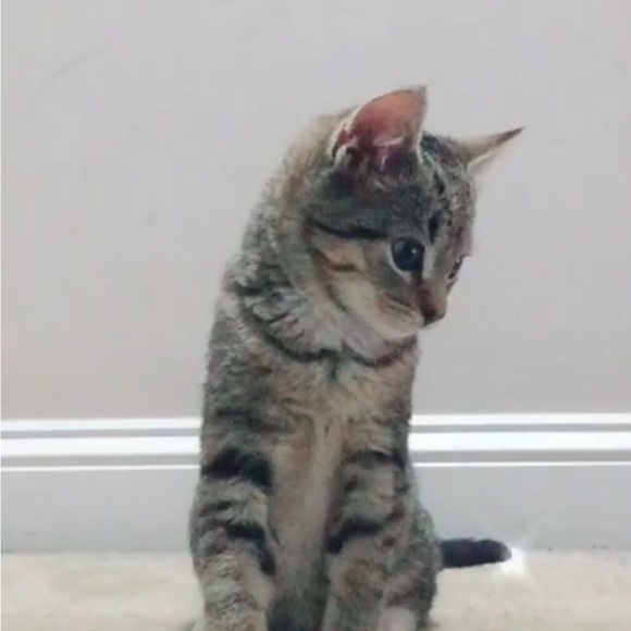 Meet your Posher, Josey - Picture 1 of 1